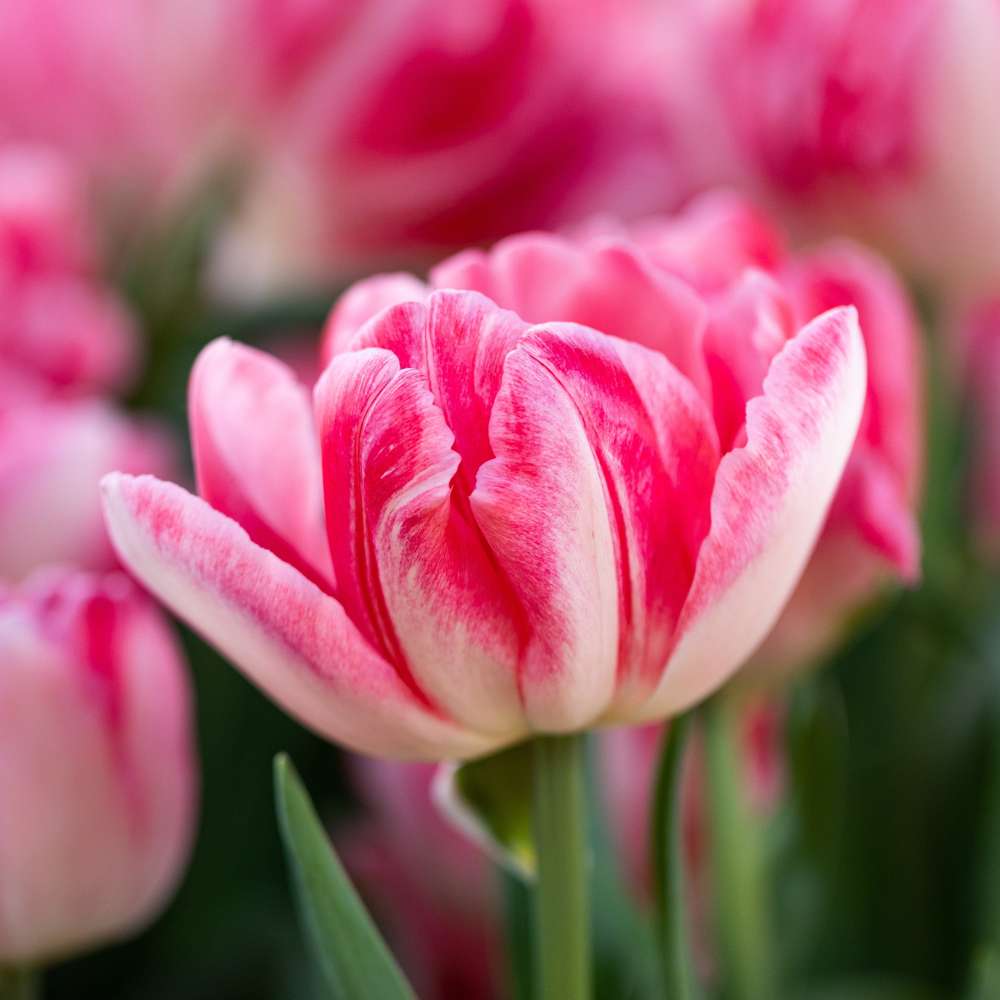 Tulipan 'Foxtrot' (Storkøb) - 80 løg